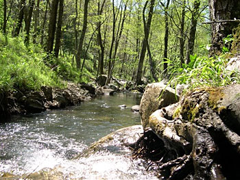 Giornate ecologiche: Ripuliamo i nostri fiumi