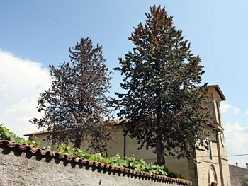 Un tree killer a Cittareale